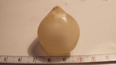 Griphus  vitrea